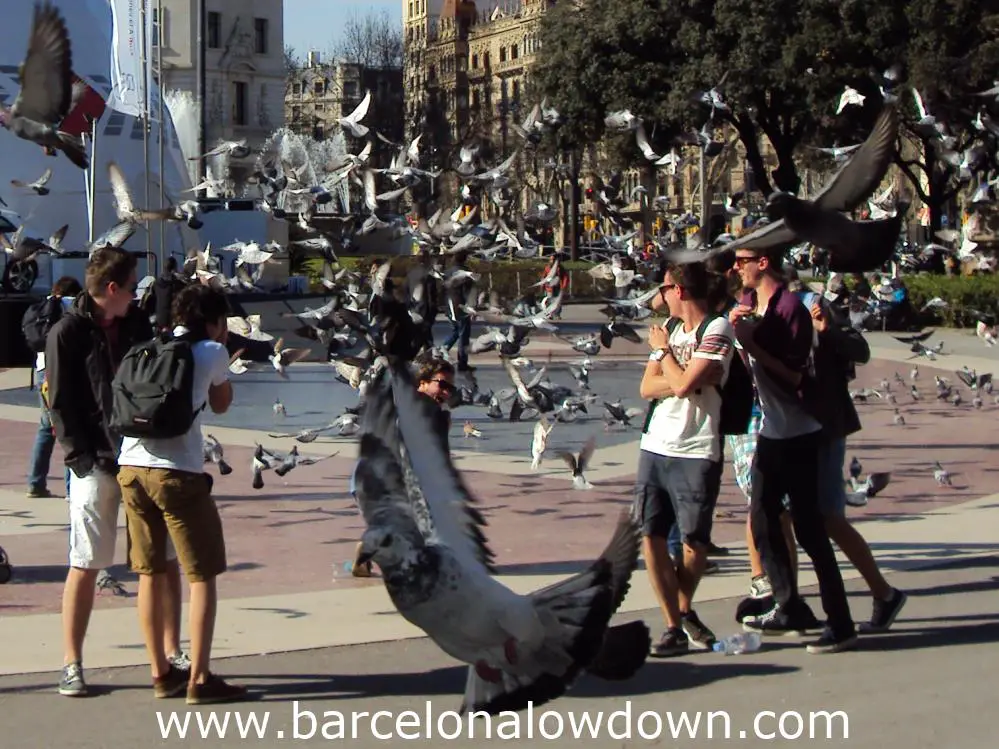 Pidgeons and tourists in Plaça de Catalunya, Barcelona