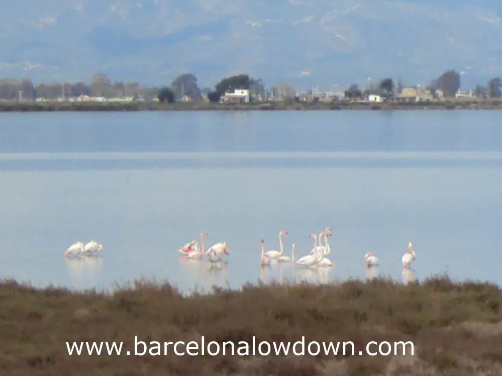 Flamingos on the "Tancada" Lagoon, Delta de Ebro Spain