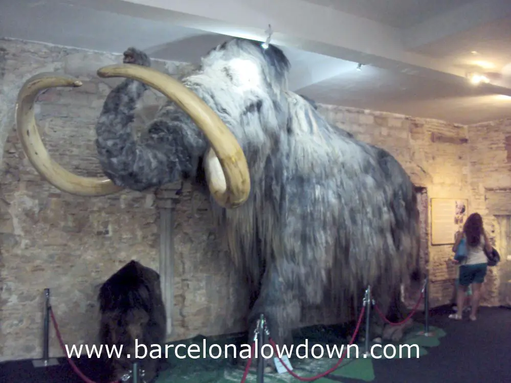 A stuffed replica of a mammoth in the mammoth museum, Barcelona