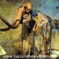 A mammoth skeleton in the Barcelona Mammoth Museum