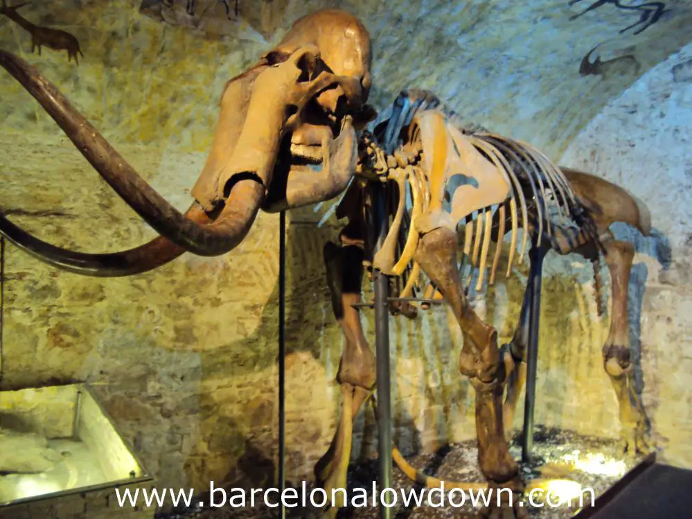 A mammoth skeleton in the Barcelona Mammoth Museum