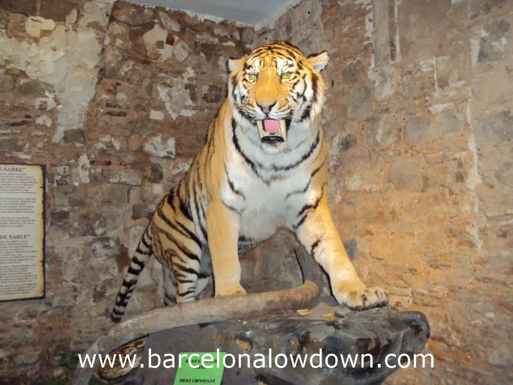 A saber tooth tiger on display at the Barcelona mammoth museum