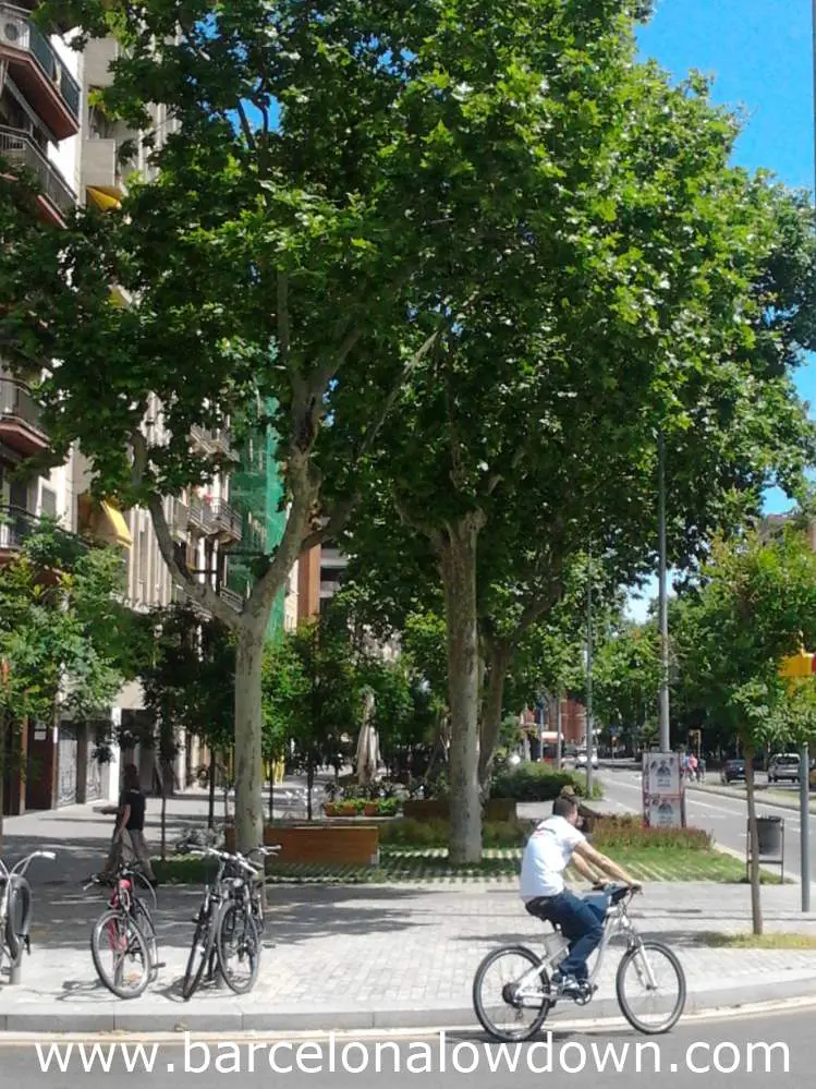 A row of hay fever triggering Loandon Plane trees in Barcelona