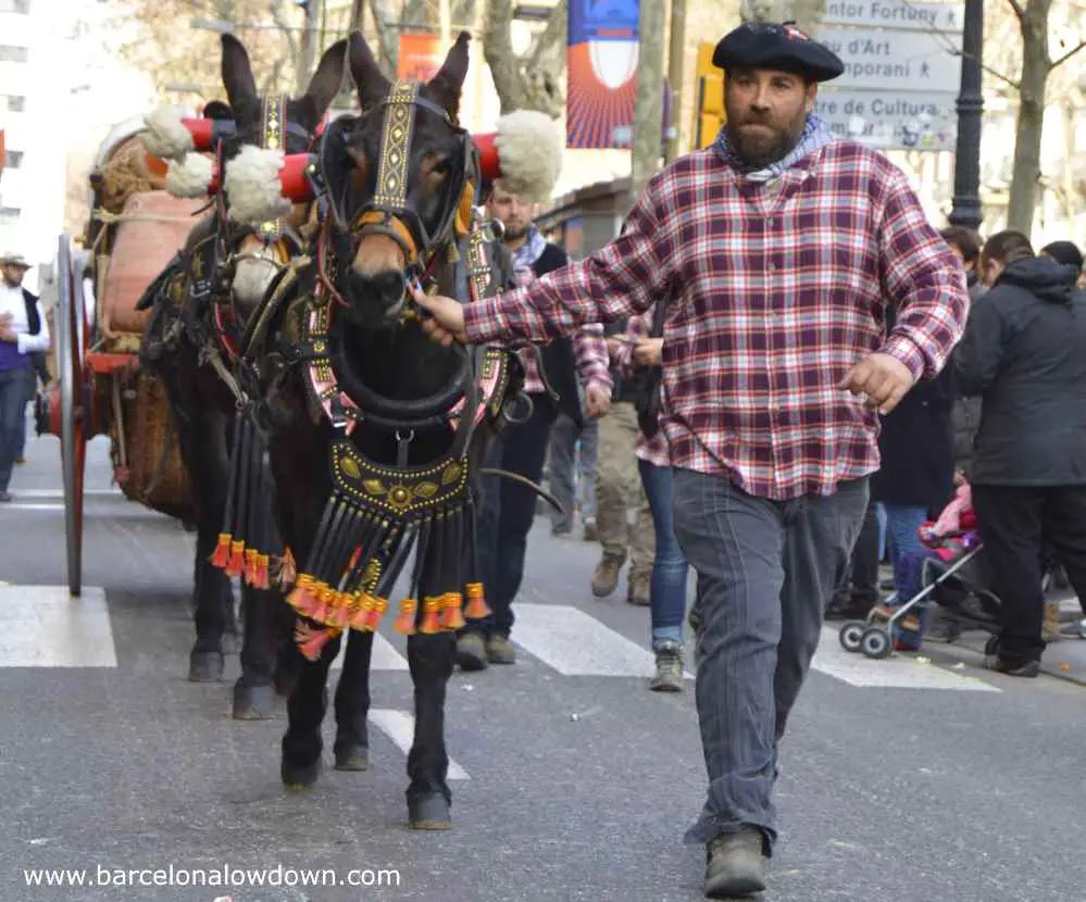 Man in Basque costume leading mules in the tres tombs parade Barcelona