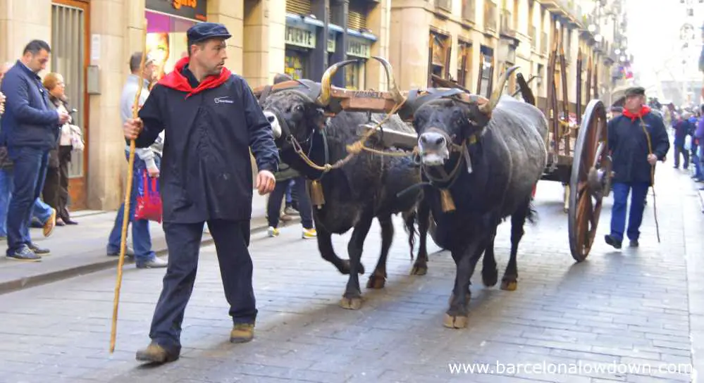 Ox cart in the Tres tombs parade , Barcelona Carrer de Ferran