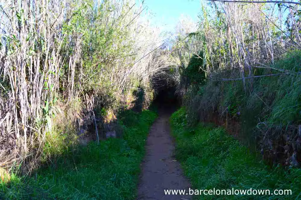 Footpath between reed beds of the river francoli from the roman aqueduct to Tarragona