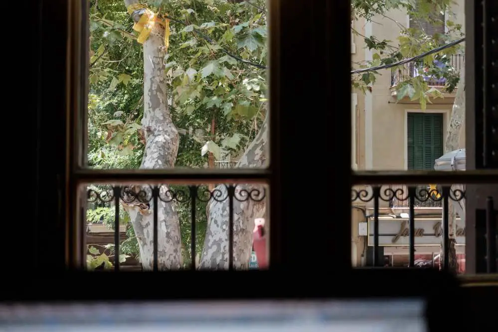 View out of the window of a first floor flat in Barcelona, there is a tree and some other buildings outside