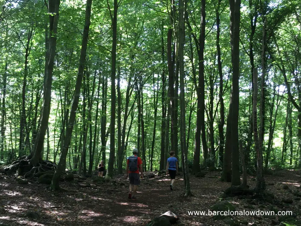 Walkers hiking the Fageda d'en Jordà beech forest trail in the La Garrotxa Volcanic zone nature reserve, Spain