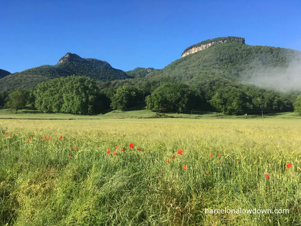 Poppeys in wheatfilds surrounded by mountains in Northern Spain