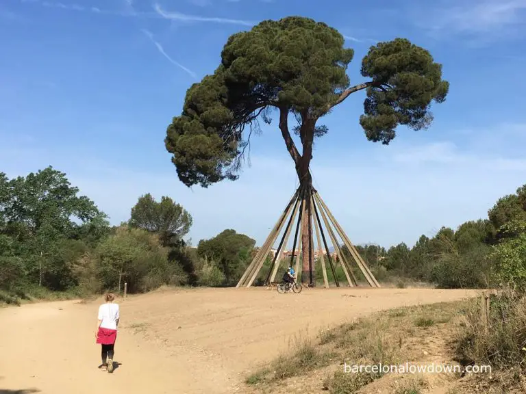 250-year-old tree on the hike from Barcelona to Sant Cugat