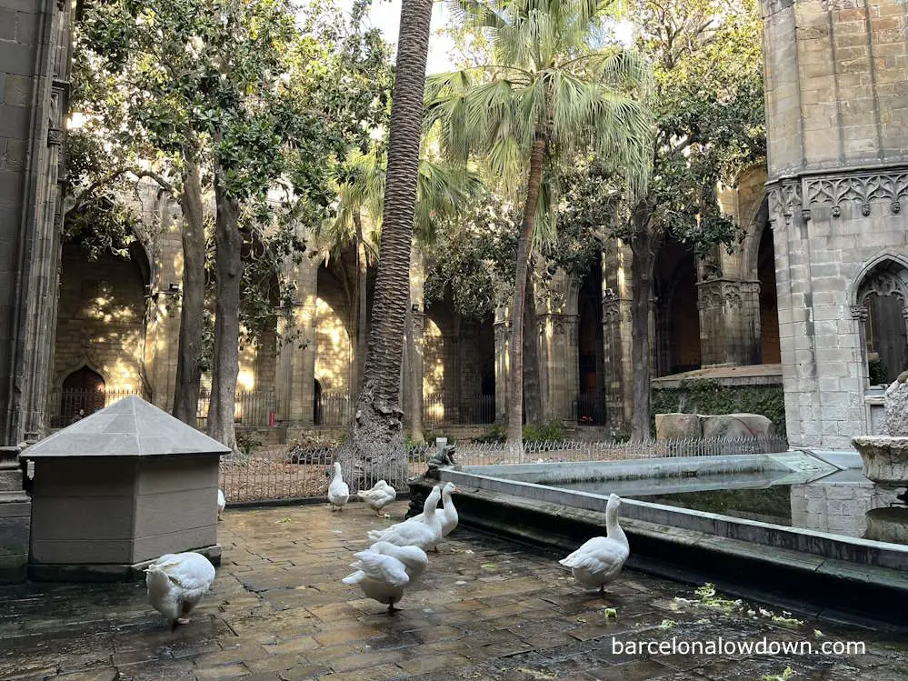 White geese in Barcelona Cathedral