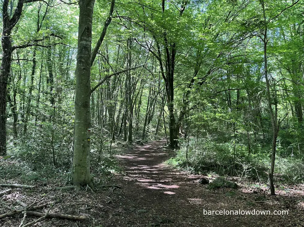 Hiking in the Fageda d'En Jordà beech forest
