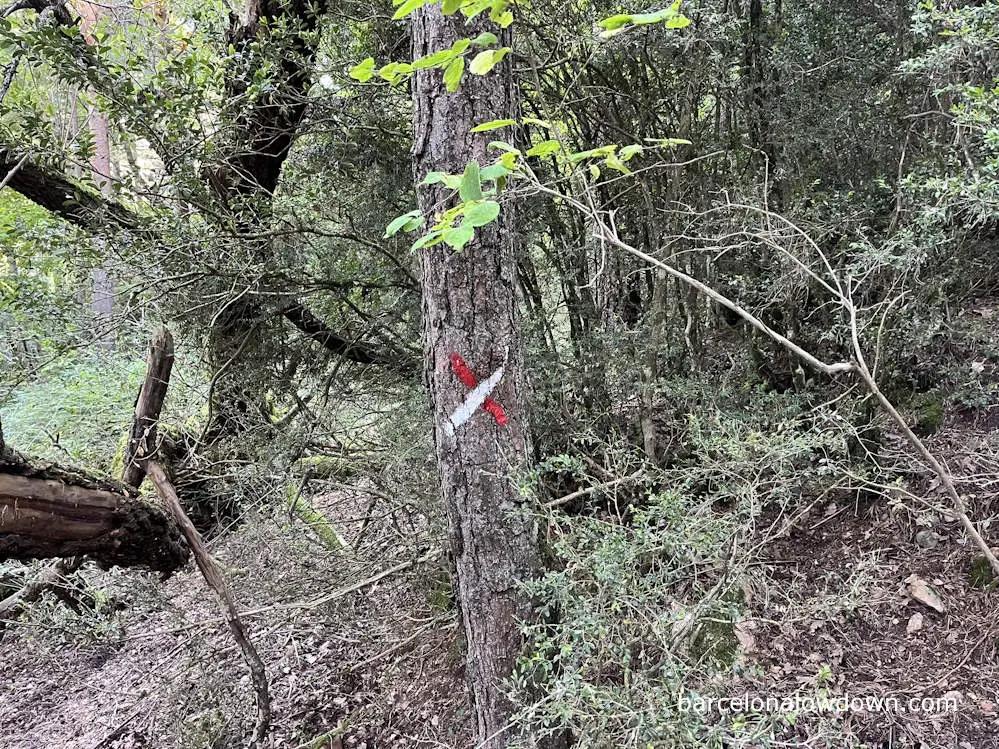 white and red cross painted on a tree