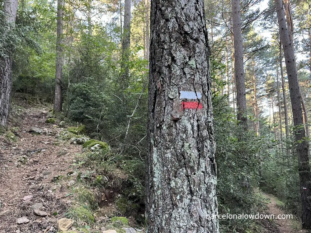 White and red GR mrks painted on a tree