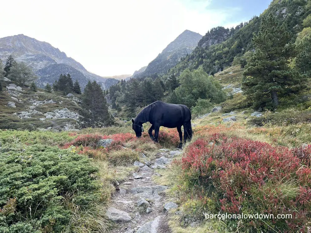 A black pony in the mountains